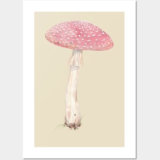 Amanita muacaria (fly Agaric mushroom) Posters and Art